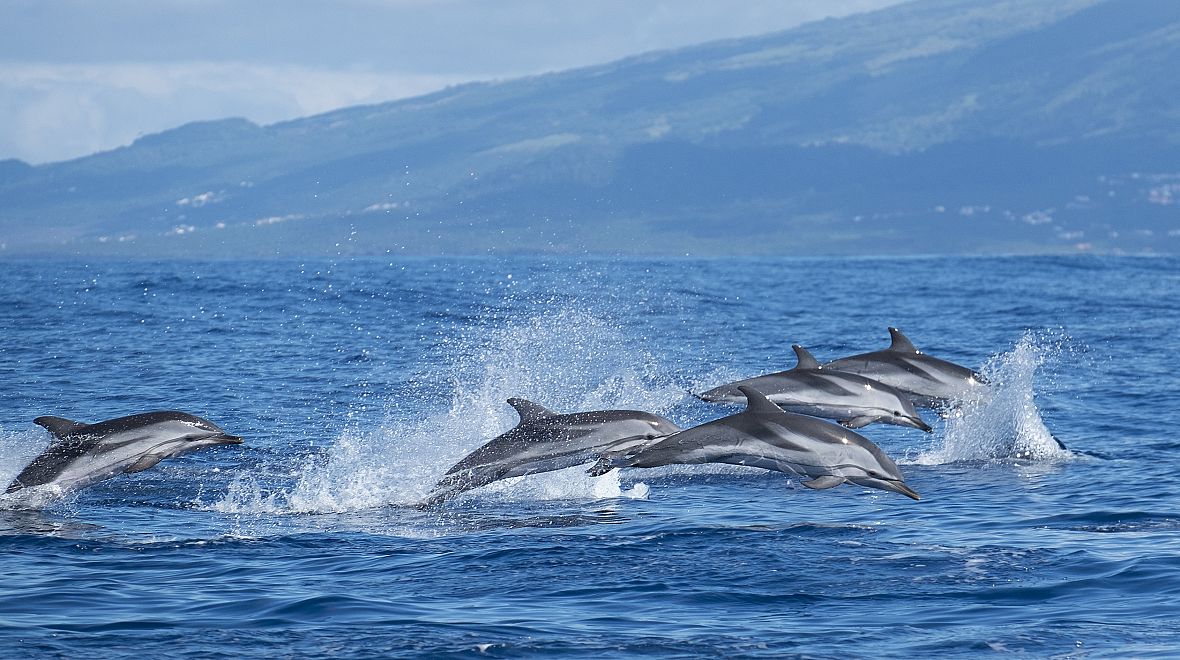 Užijte si plavbu s delfíny či velrybami