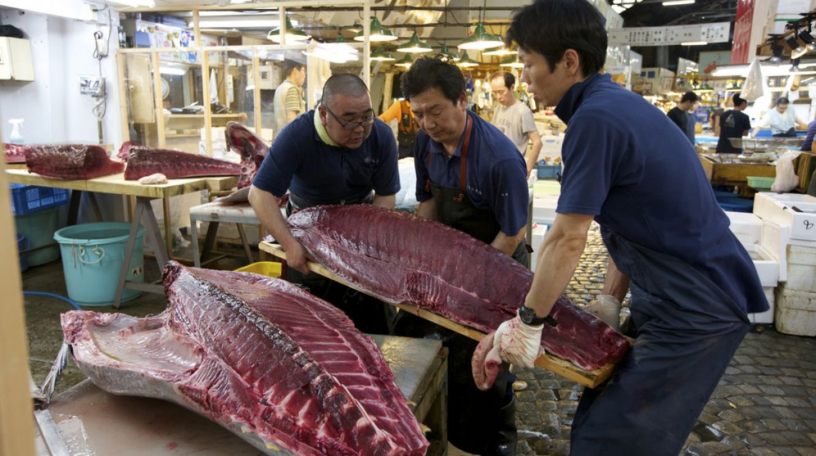 Japonci skoupí až 80 % všech ulovených tuňáků a nakrájí je do milovaného suši 
