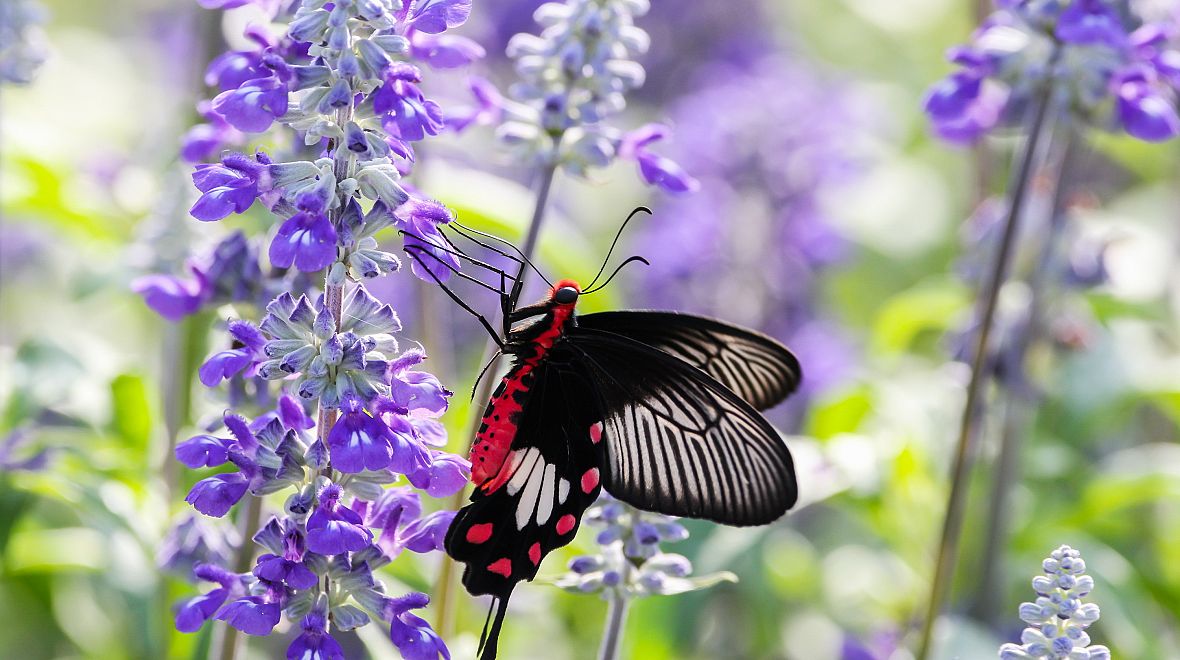 Žije zde přes 100 druhů motýlů
