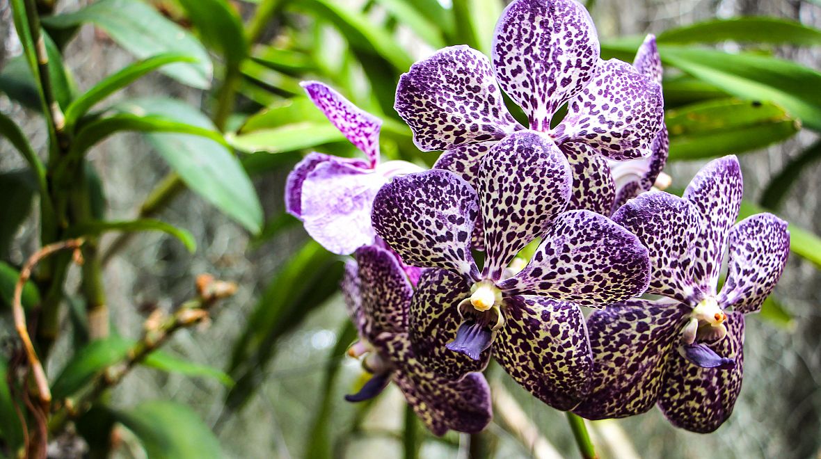 Roste tady více než 185 druhů orchidejí