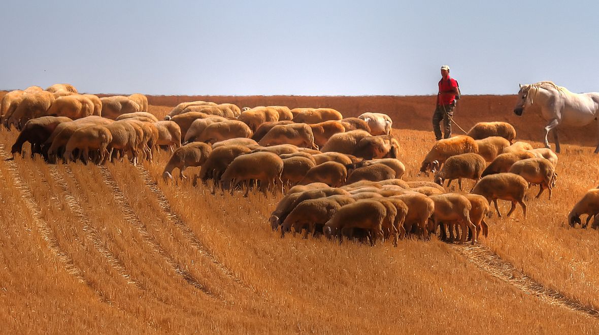 Pastevec ovcí v Zamoře