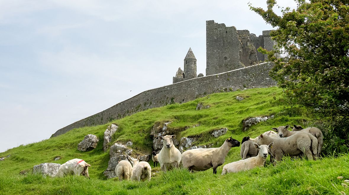 I zde potkáte všudepřítomné irské ovečky