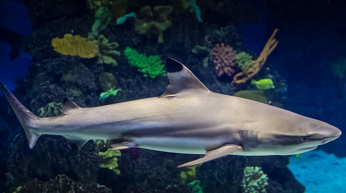 V akváriu probíhá také potápění se žraloky