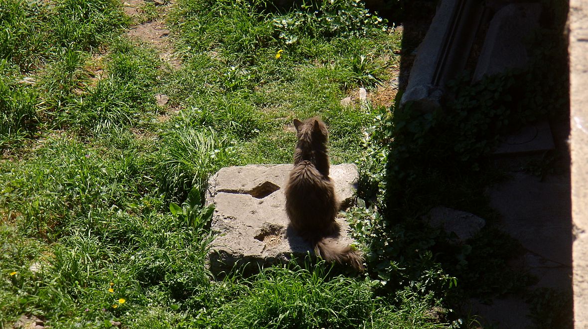 Toulavé římské kočky našly netradiční domov v kočičím útulku na Largo di Torre Argentina