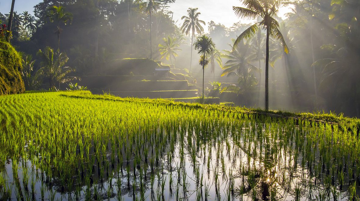 Zavlažování rýžových polí