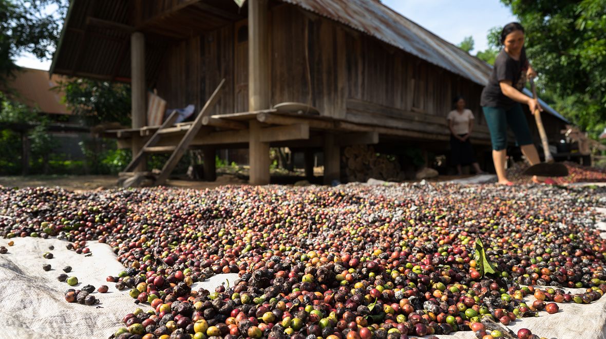 Zpracování kávy ve Vietnamu