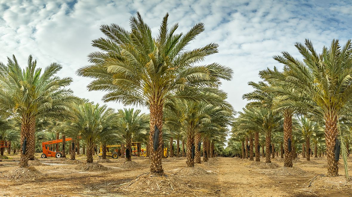 Hlavním typem zeleně jsou datlové palmy