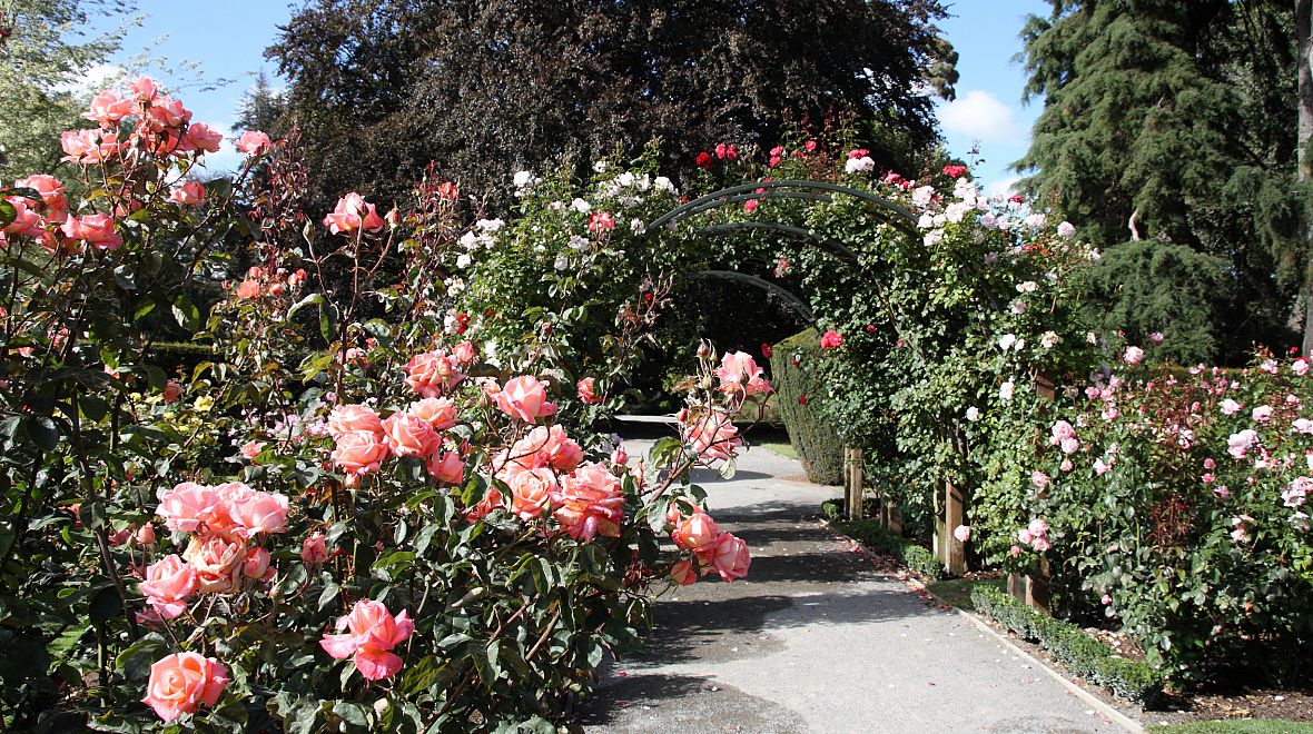Růžová zahrada