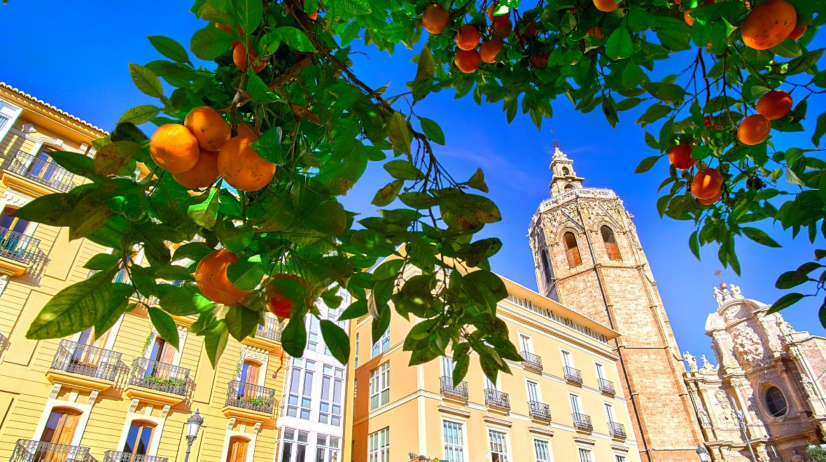Okrasné pomeranče ve městech nejezte 