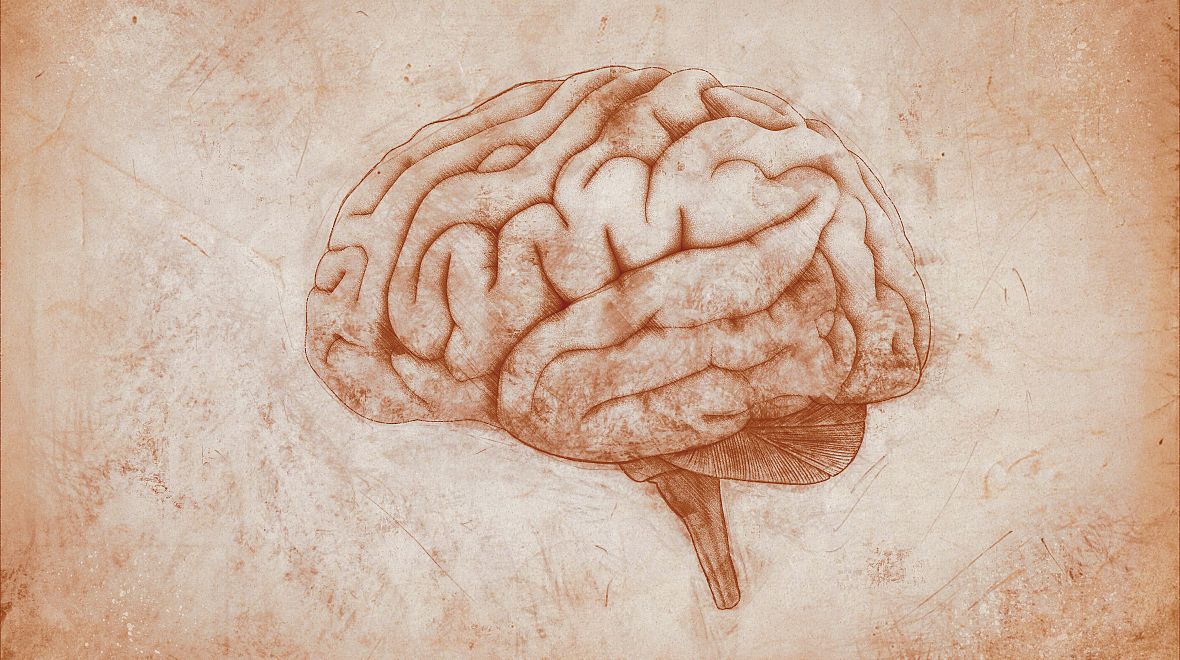 Leonardo da Vinci načrtl i lidský mozek 