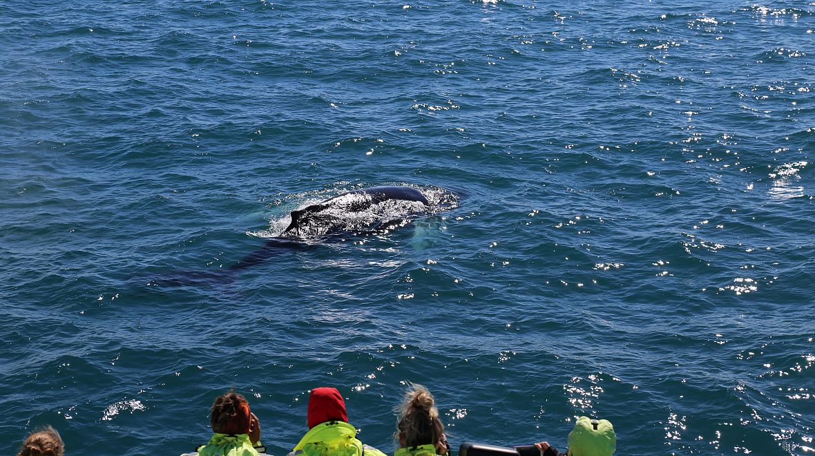 Pozorování velryb ve volné přírodě je nádherný zážitek