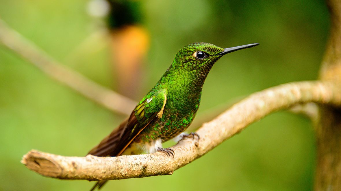 Roztomilý kolibřík