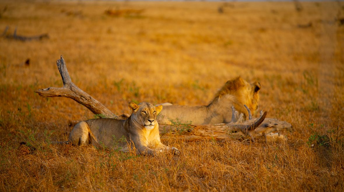 Lvi v NP Masai Mara