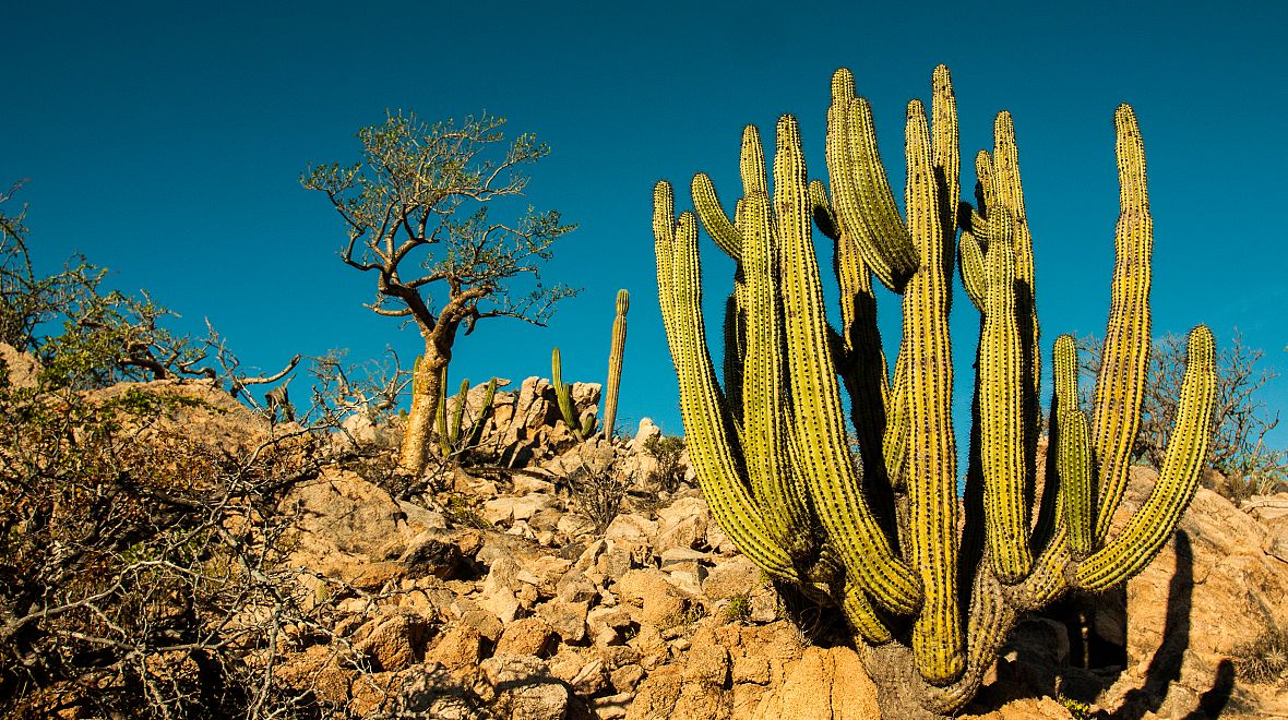 Představa, že Mexiko je jen vyprahlá země s kaktusy, je mylná. I taková místa tu ale jsou.