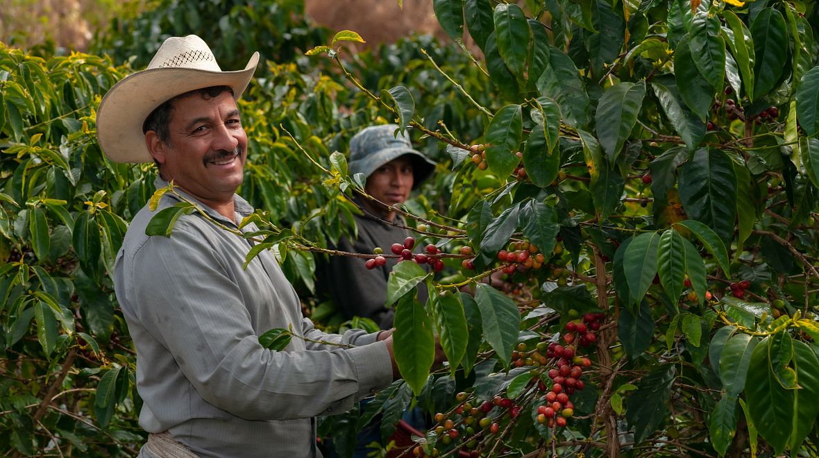 Pěstováním kávy se zabývají všechny generace