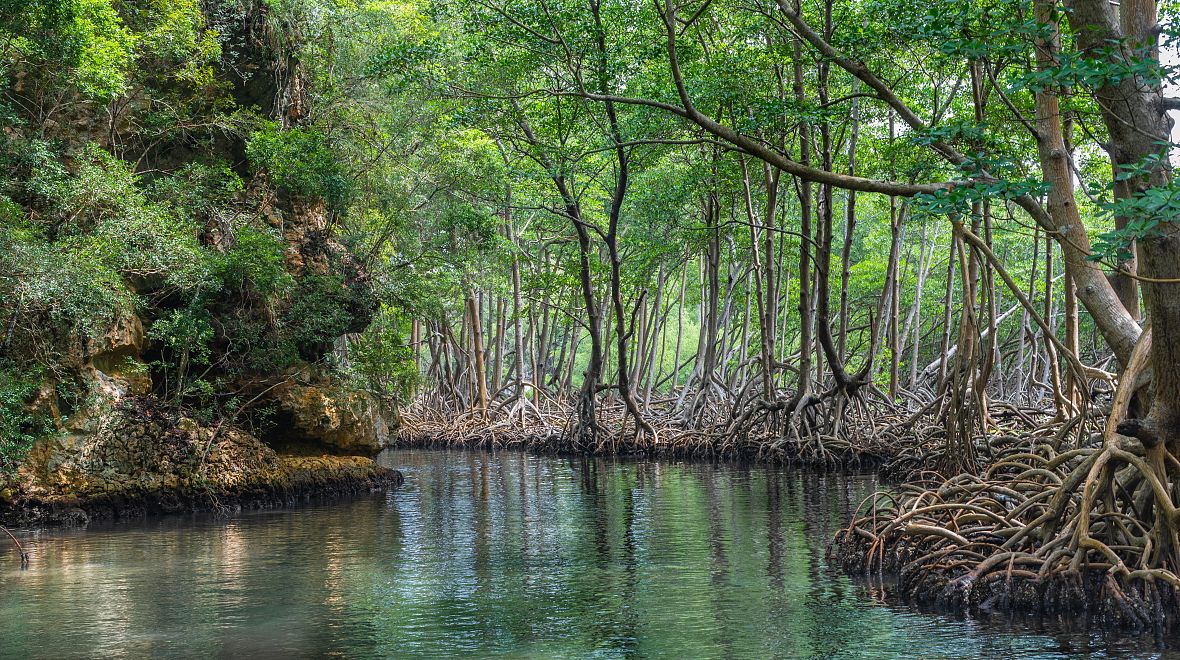 Prales parku Los Haitises na ostrově Samaná