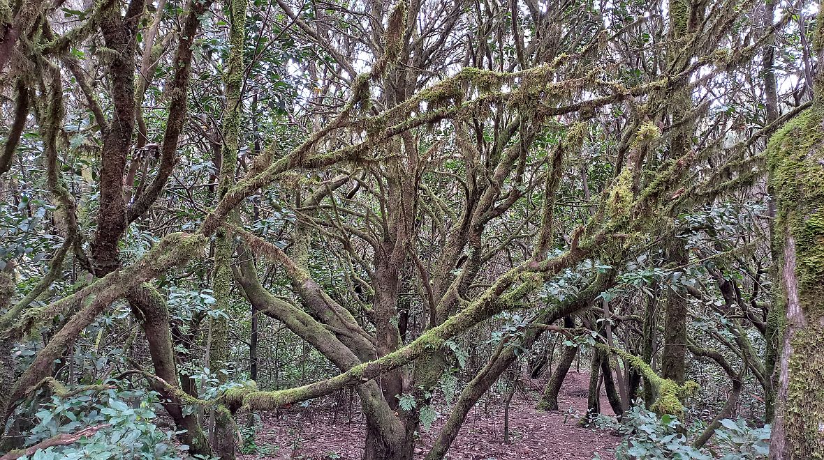 Vavřínový prales – ideální kulisy pro pohádku o lesních vílách a skřítcích.