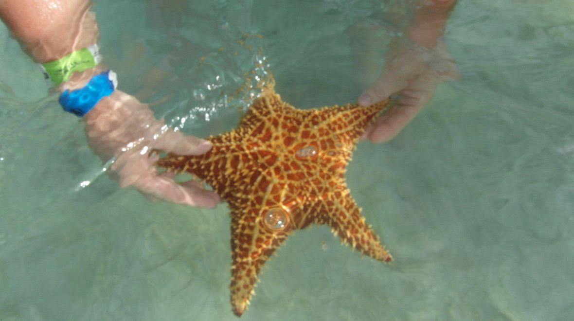 Věděli jste, že na hvězdici můžete sahat, ale nesmíte ji vylovit z vody?