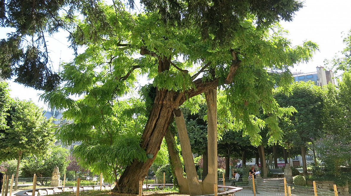 Nejstarší strom v Paříži