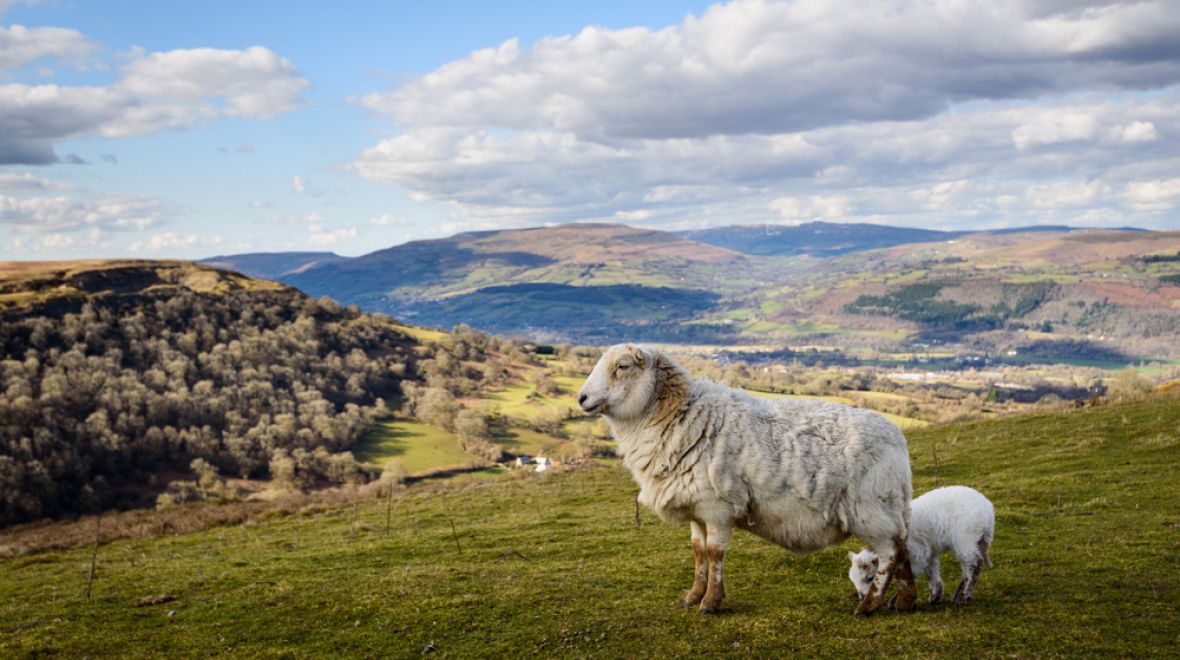Wales má největší počet ovcí na osobu ve Spojeném království
