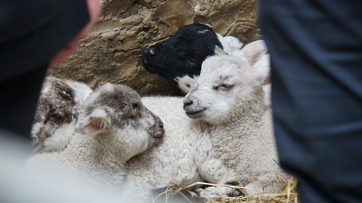 Na některých farmách si můžete pochovat čerstvě narozená jehňata