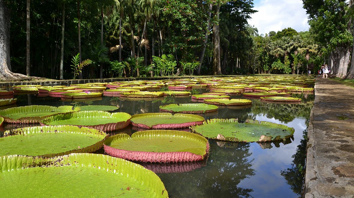 Lekníny Victoria amazonica v Pamplemousses