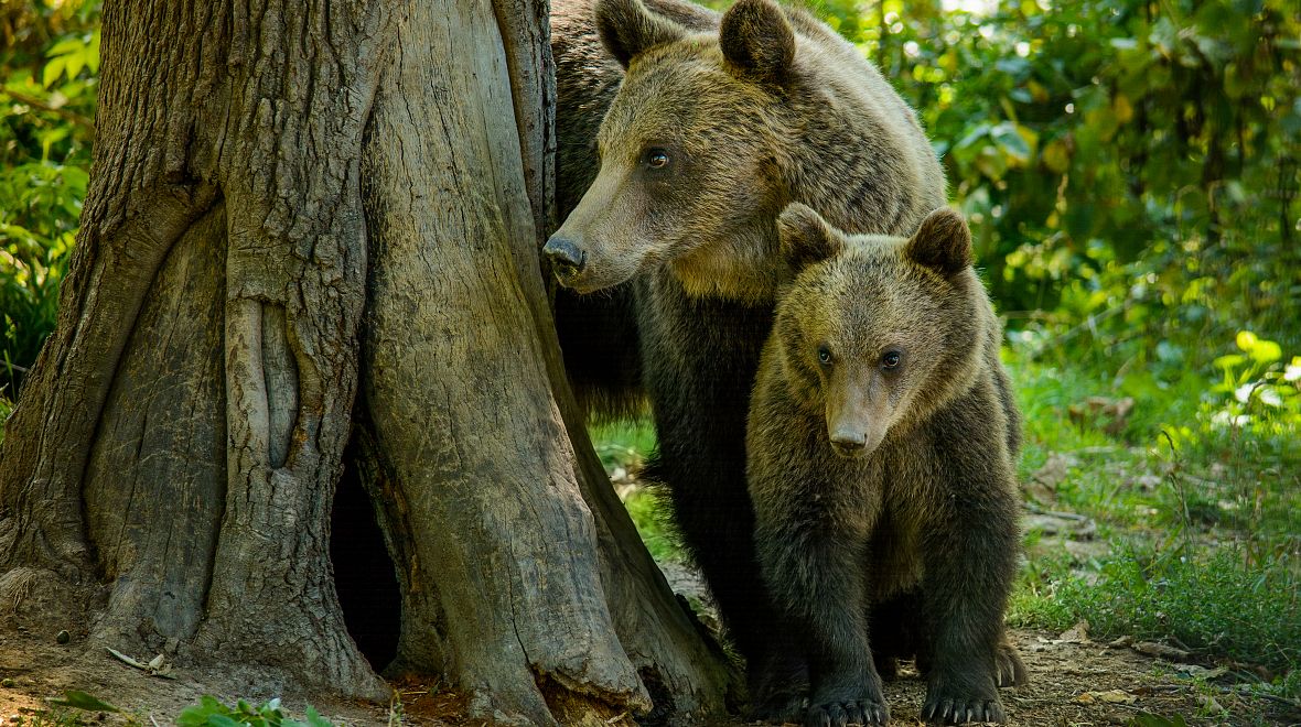 V rezervaci Libearty Sanctuary žije asi 100 zachráněných medvědů