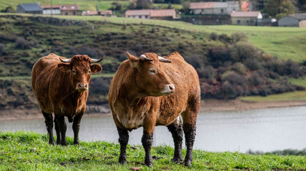 Region je známý chovem skotu