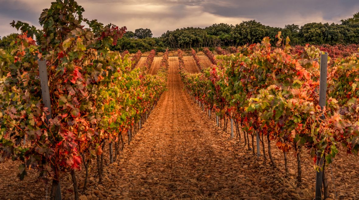 Boom vinařského průmyslu přišel v druhé polovině 19. st.