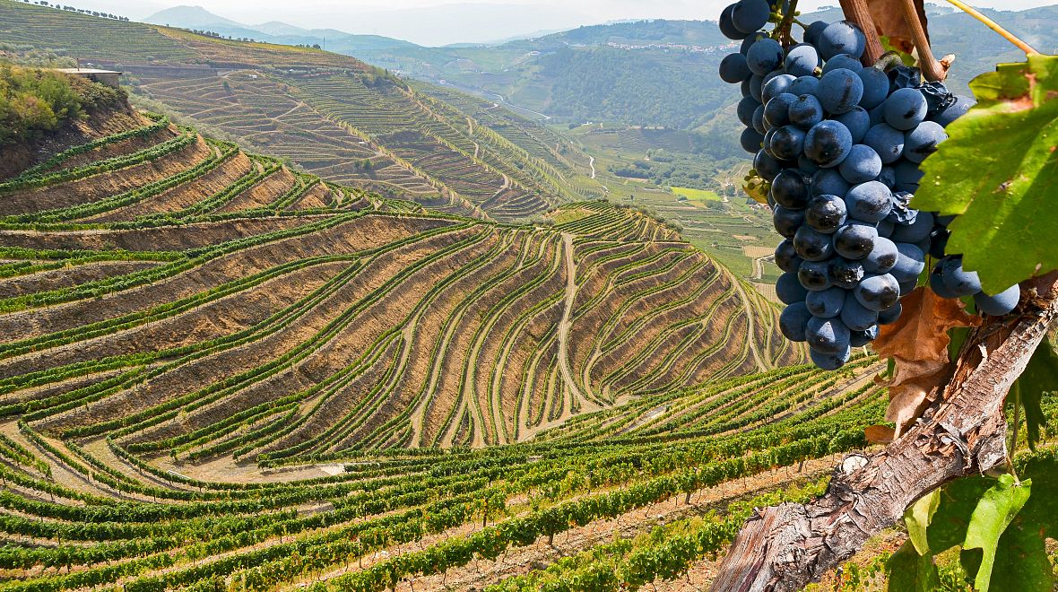 Víno, kam se podíváte