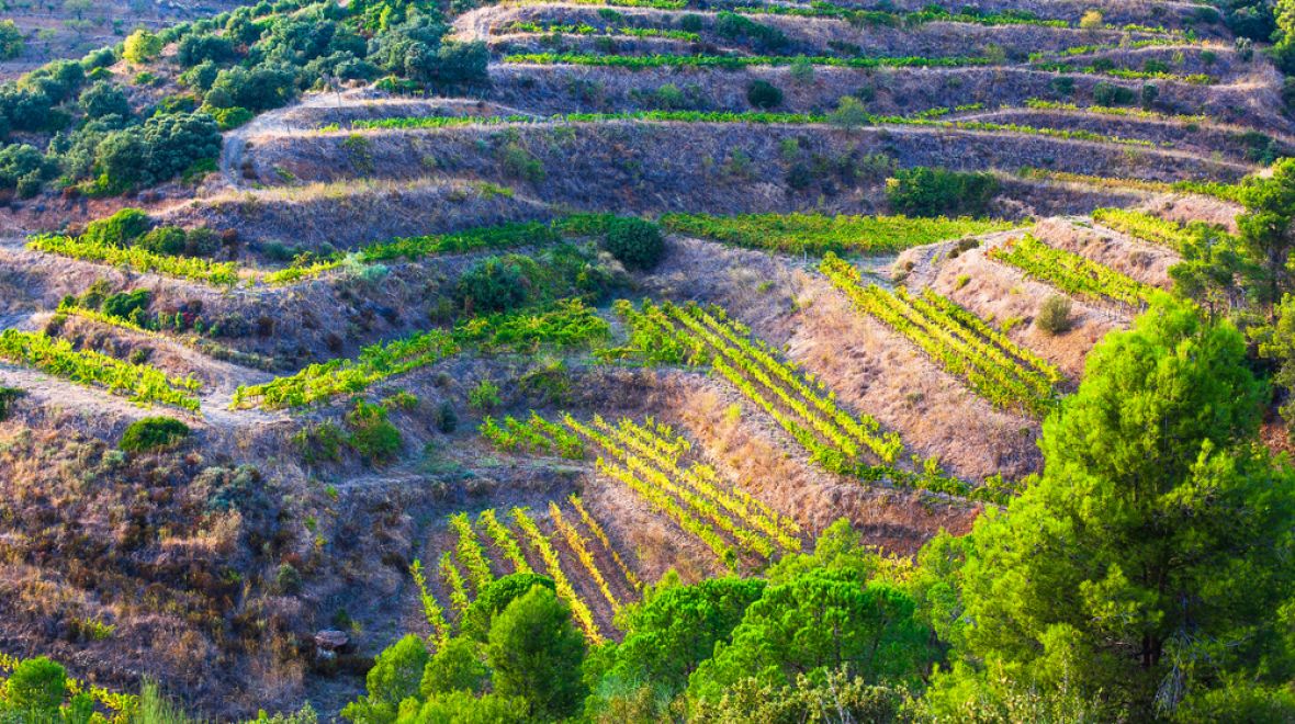 Pěstování odrůdy Priorat