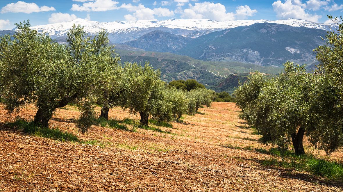 Olivové sady v Katalánsku