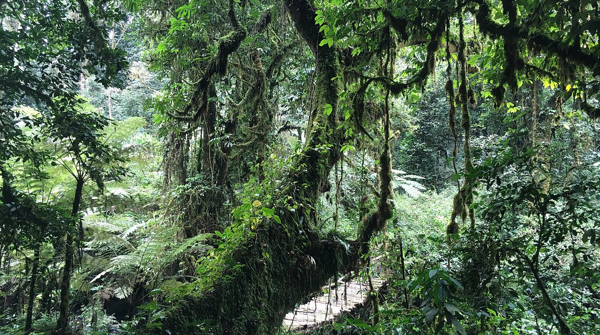 V NP Bwindi roste na 1000 druhů kvetoucích rostlin