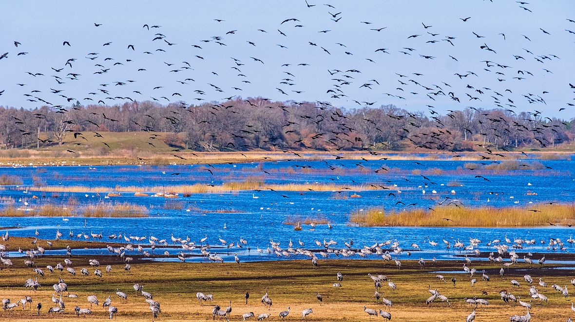 Jezero Hornborgasjön