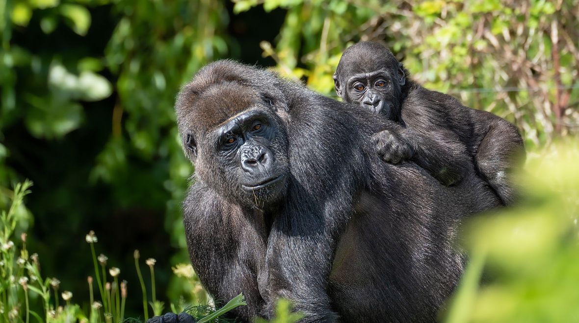 Věděli jste, že část povolenky jde na ochranu samotných goril?