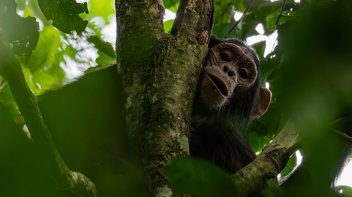 Pokud budete mít štěstí, můžete narazit i na šimpanze
