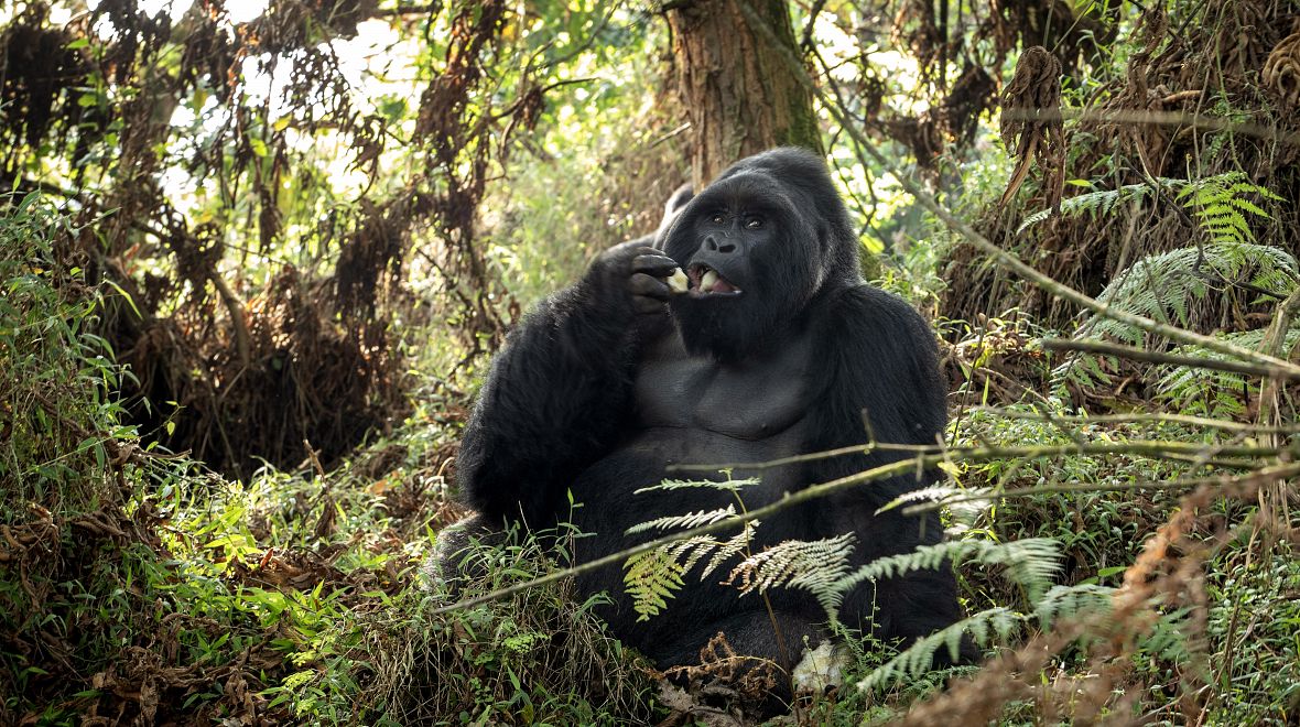 Cílem většiny cestovatelů jsou gorily