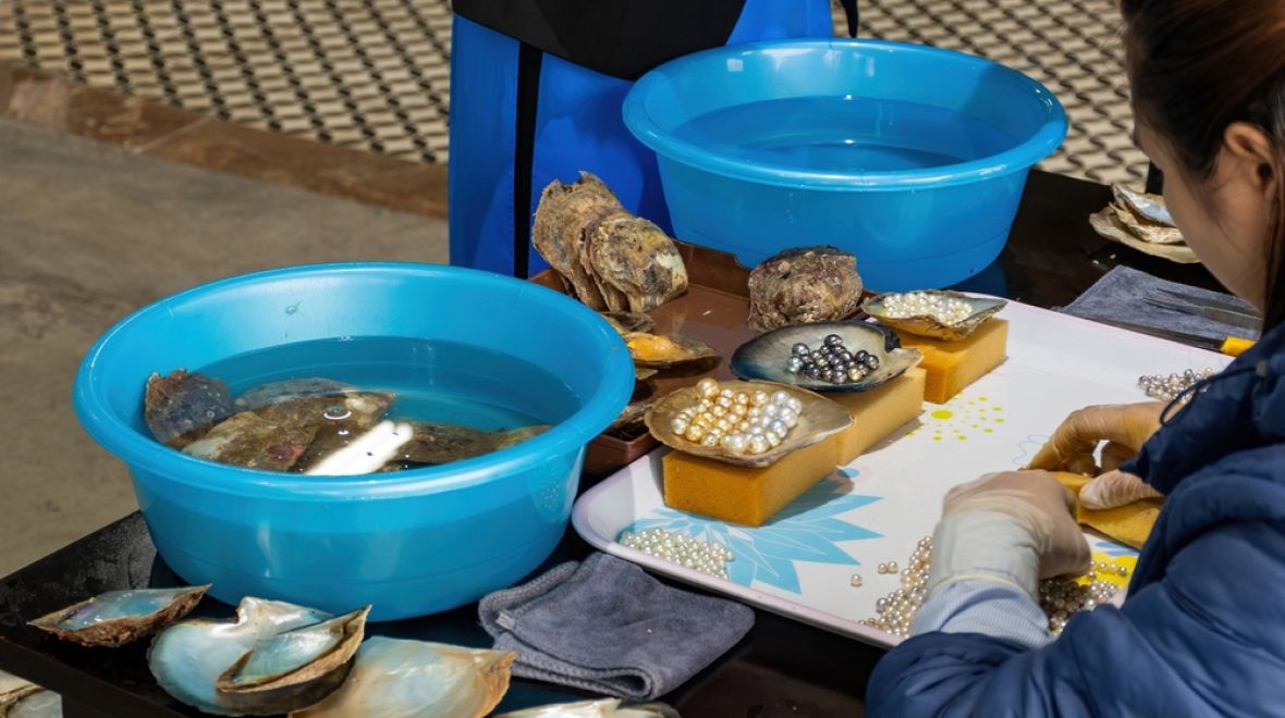 Navštivte unikátní perlové farmy