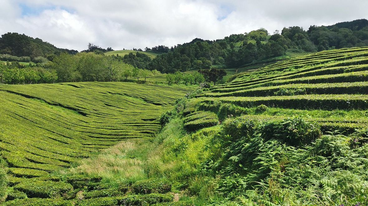 Jediné čajové plantáže v Evropě