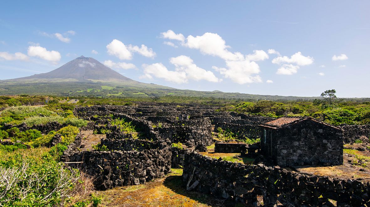 Políčka vinné révy na ostrově Pico