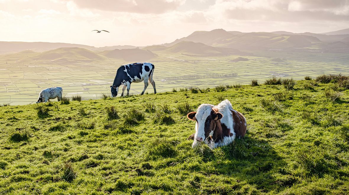 Typický obrázek Terceiry