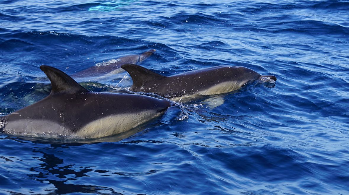 Pozorování velryb a delfínů je zážitek na celý život
