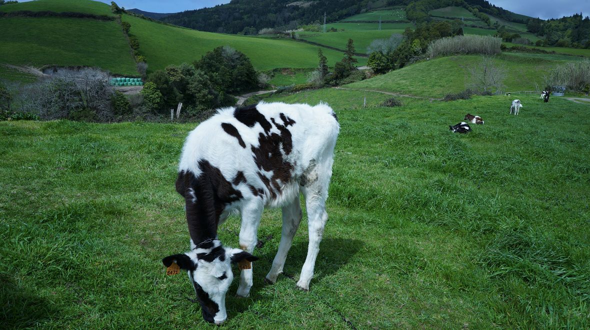 Říká se, že na Azorech žije víc krav než lidí