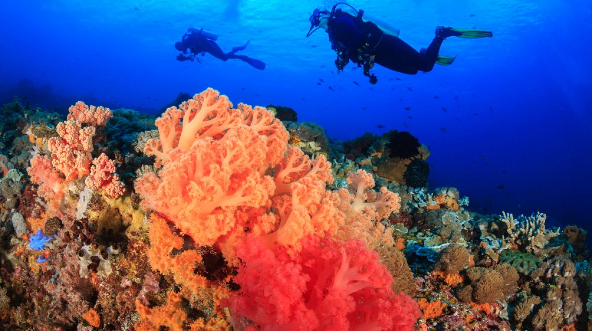 Potápějte se do světa barevných korálů