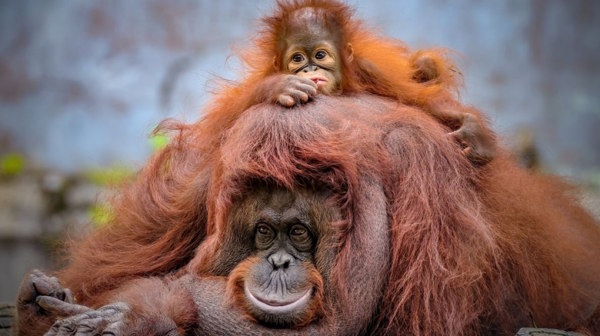 Těšit se můžete na orangutany, gibony a spoustu další fauny