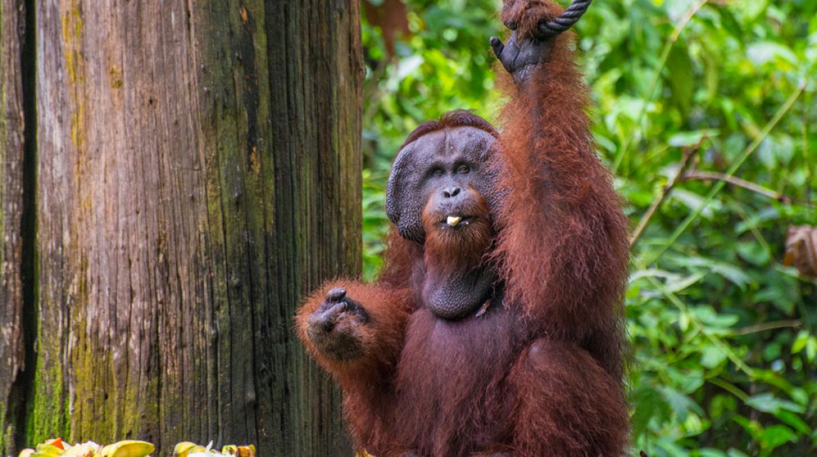 Rehabilitační centrum pro orangutany v Sepiloku