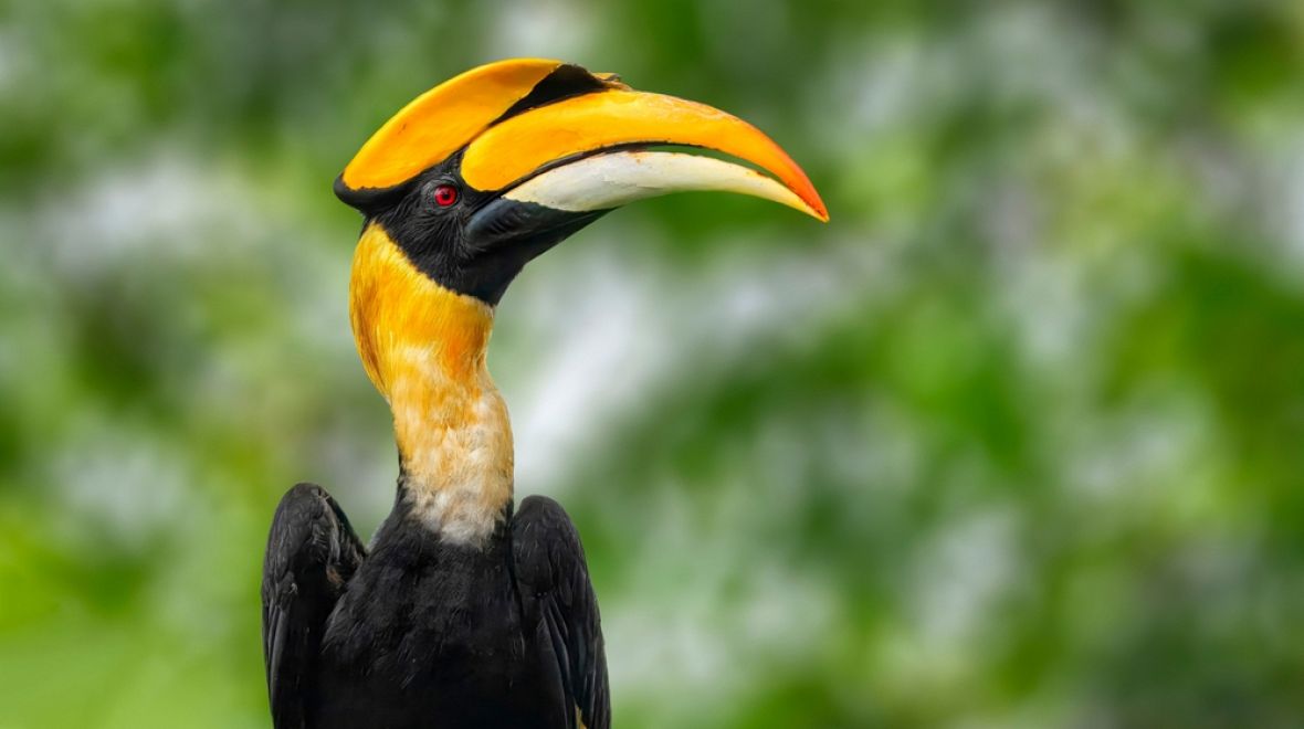 Majestátní zoborožec