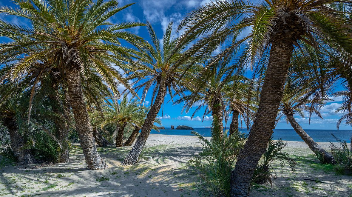 Unikátní palmový háj