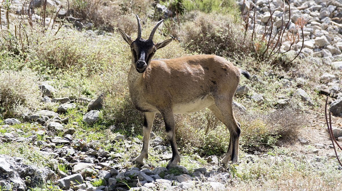 Vzácná koza kri kri