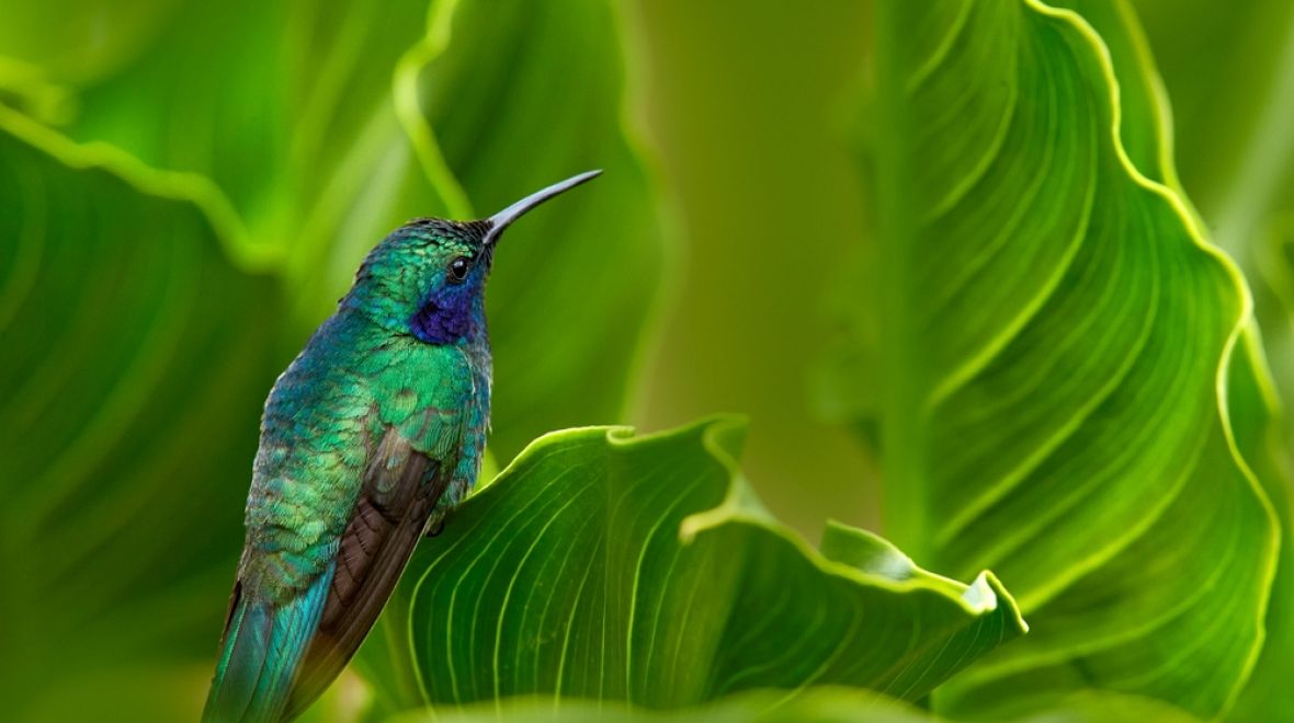 Pozorování ptáků je jedním z top zážitků